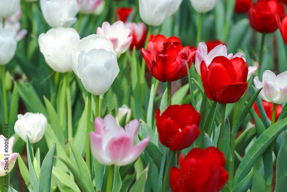 Beautiful tulips are blooming in the garden