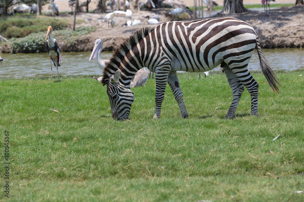 Fototapeta premium Zebra in a zoo