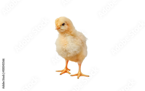 Little chicken isolated on white