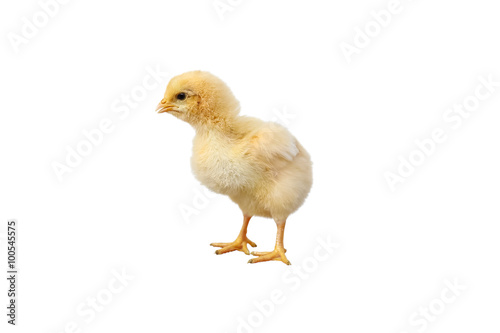 Little chicken isolated on white