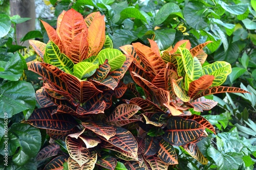 Colorful Croton Leaves, Codiaeum variegatum photo