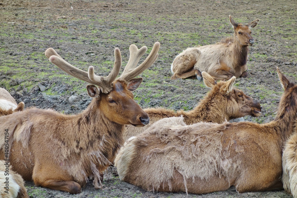 Obraz premium Herd of reindeer elk in Girdwood, Alaska