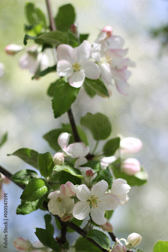 Spring blossoming apple-tree Spring blossoming apple-tree