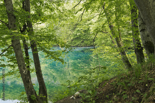 The forest around the lower Blue lake.In Kabardino-Balkaria.