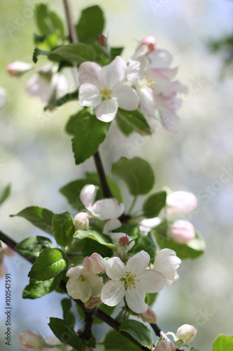 Spring blossoming apple-tree