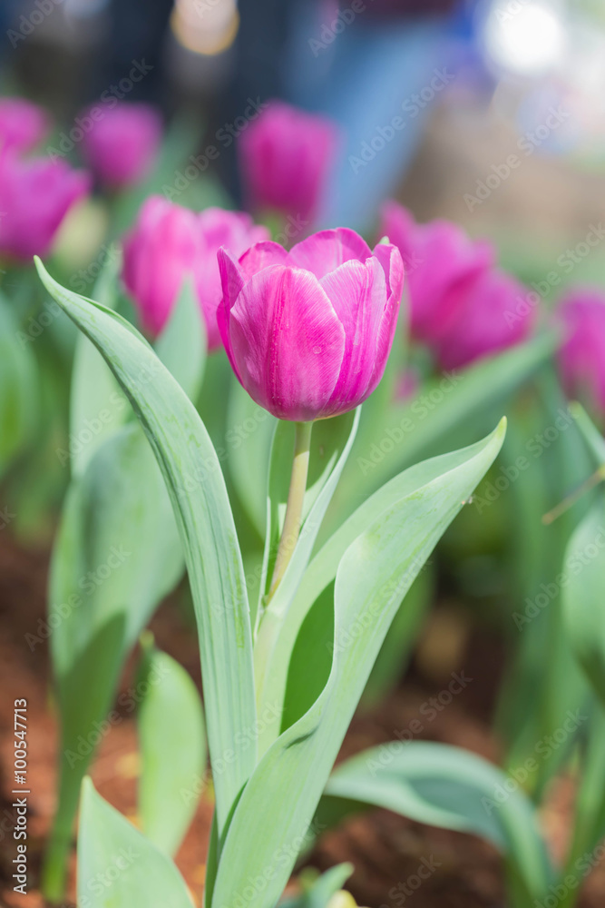 Fototapeta premium pink tulip