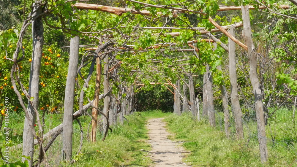 Zoom out vineyard footpath, passing through path Zoom out vineyard footpath, passing through path
