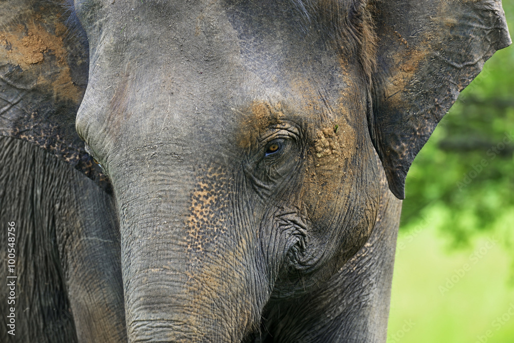 Fototapeta premium Elephant in Sri Lanka