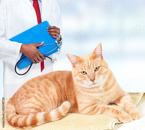 Ginger cat in veterinary clinic. photo