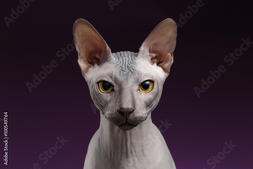 Closeup Sphynx Cat Looking in camera on purple © seregraff