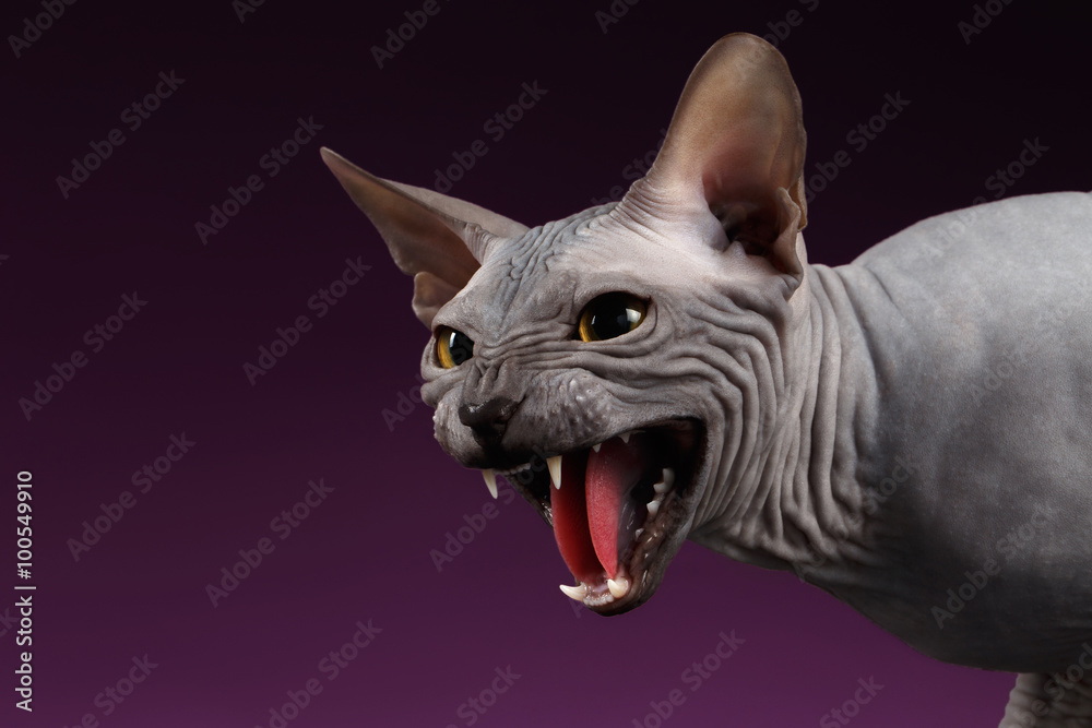 Close-up Aggressive Sphynx Cat Hisses on purple