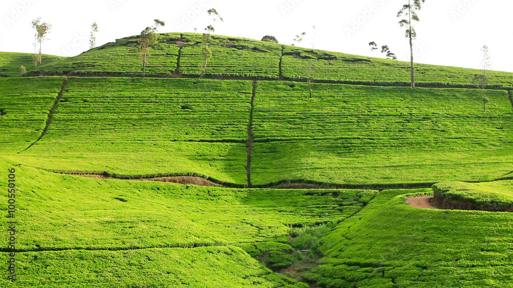 Sri Lanka tea garden mountains in nuwara eliya Sri Lanka tea garden mountains in nuwara eliya