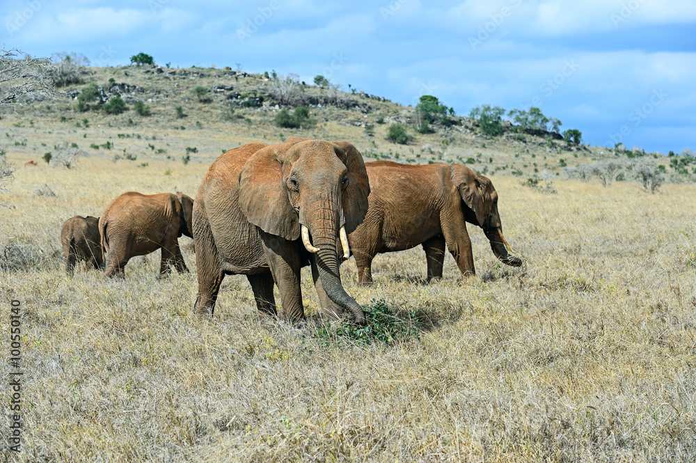Fototapeta premium African elephants in the savannah