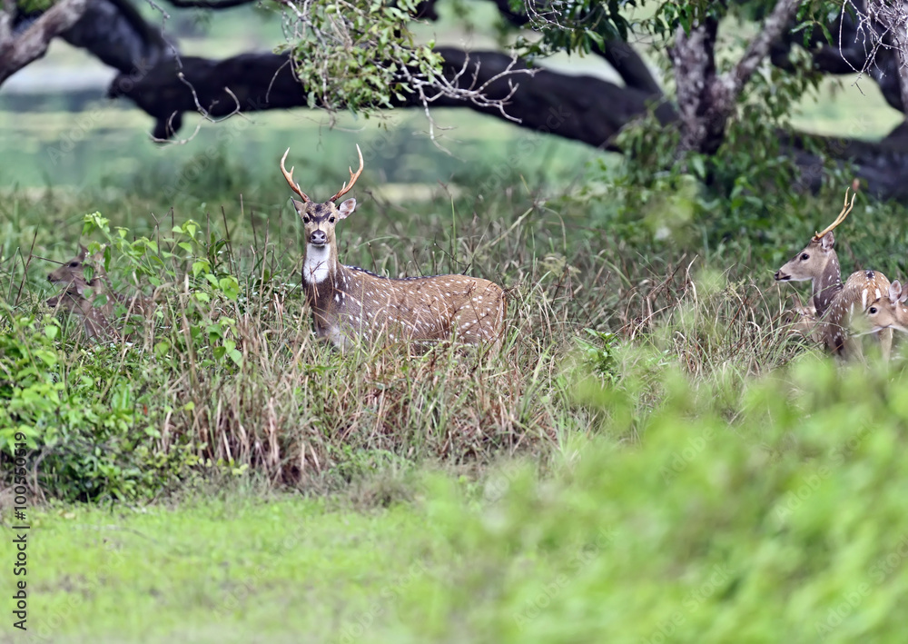 Spotted deer in Sri Lanka Spotted deer in Sri Lanka
