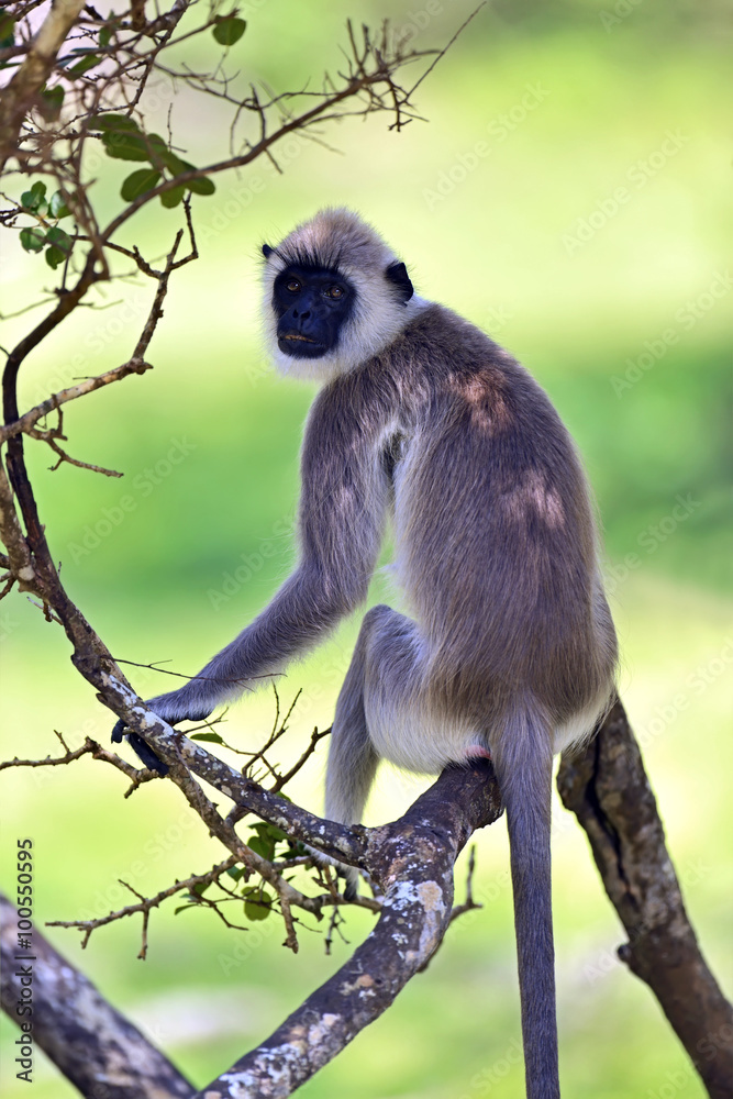 Obraz premium Monkey