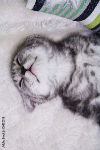 British kitten sleeps