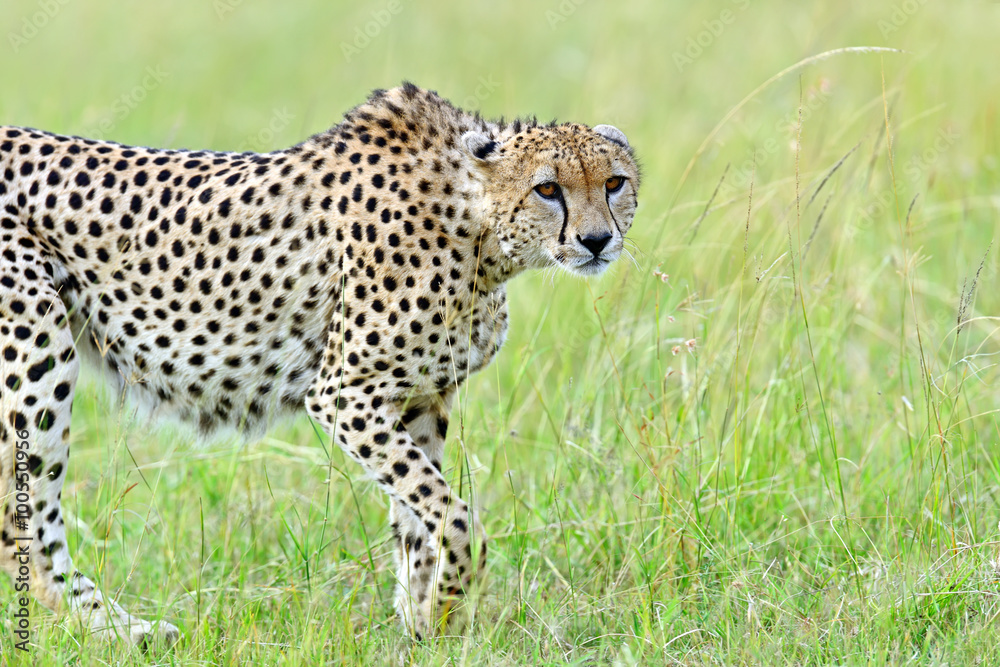 Fototapeta premium Masai Mara Cheetahs