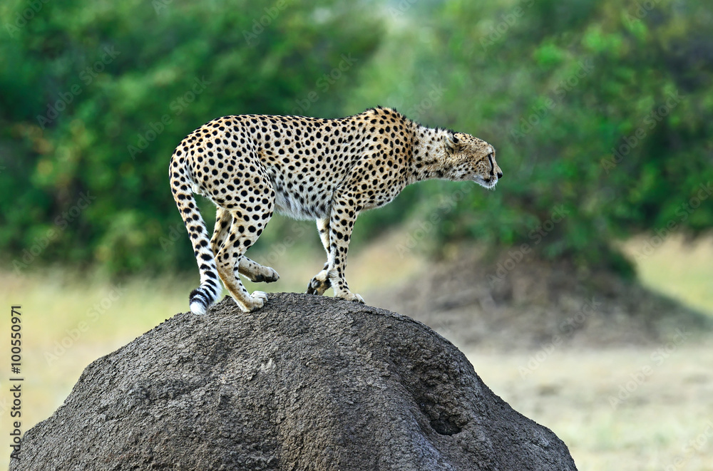 Masai Mara Cheetahs