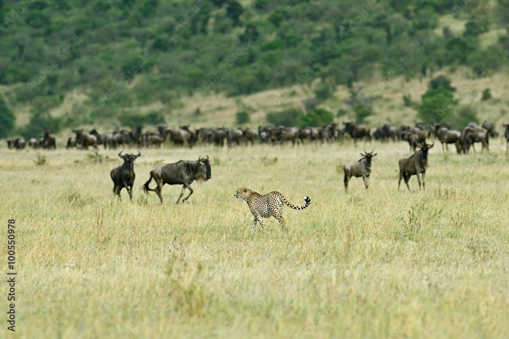 Masai Mara Cheetahs Masai Mara Cheetahs