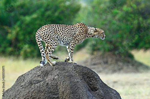 Obraz na płótnie Masai Mara Cheetahs w salonie