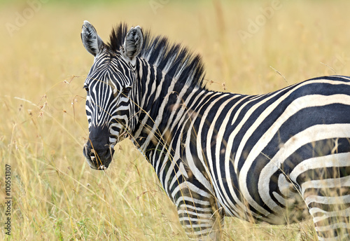 Obraz na płótnie Zebra in the Masai Mara w salonie