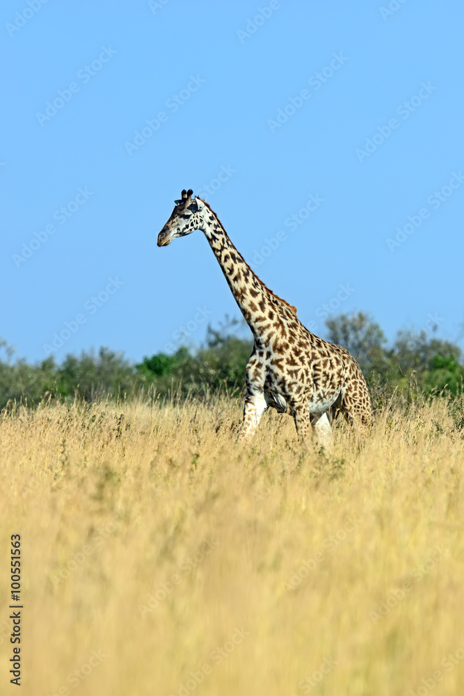 Obraz premium Giraffe in the African savannah