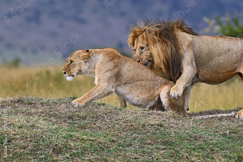 Wallpaper Mural Portrait of African lion Torontodigital.ca