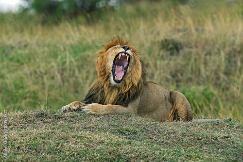 Obraz na płótnie Portrait of African lion w salonie