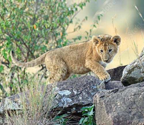 Portrait of African lion photo