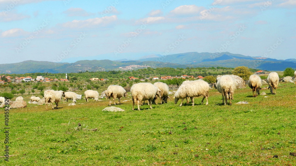sheep grazing in village on green grass, assos, canakkale, turkey sheep grazing in village on green grass, assos, canakkale, turkey