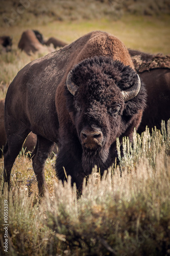 Bison Bulle mit Herde