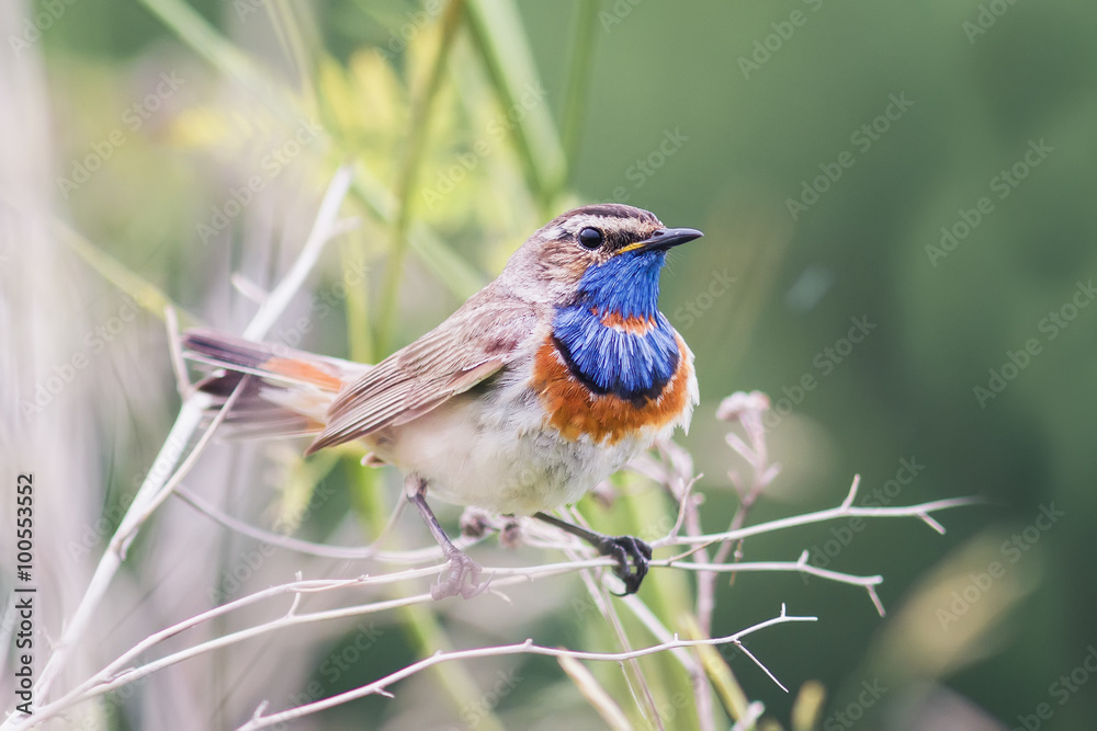 Fototapeta premium beautiful Bluethroat bird