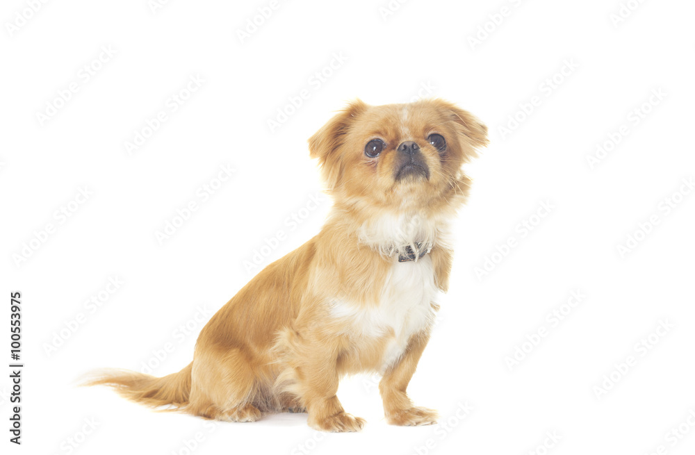 Pekingese on white background isolated Pekingese on white background isolated