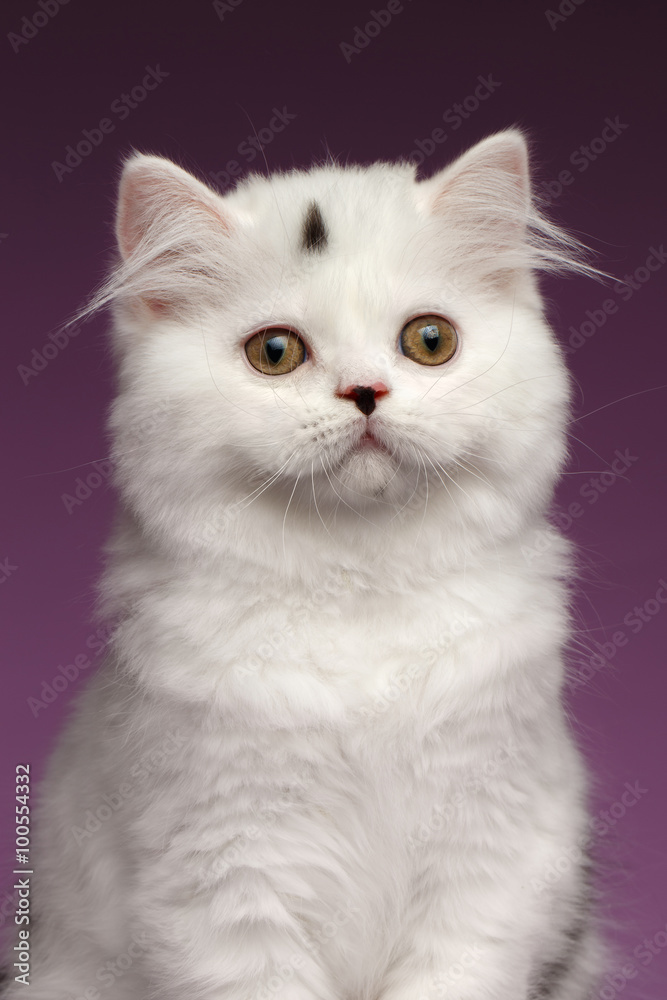 Closeup Portrait of White Scottish straight Kitten on Purple