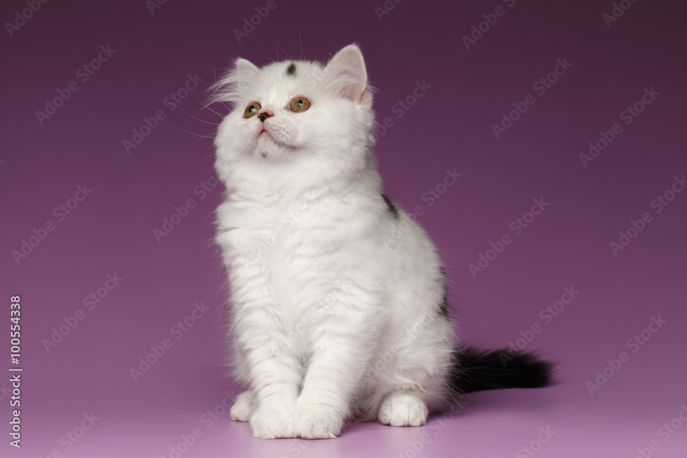 White Scottish straight Kitten Sits and Looking up on Purple