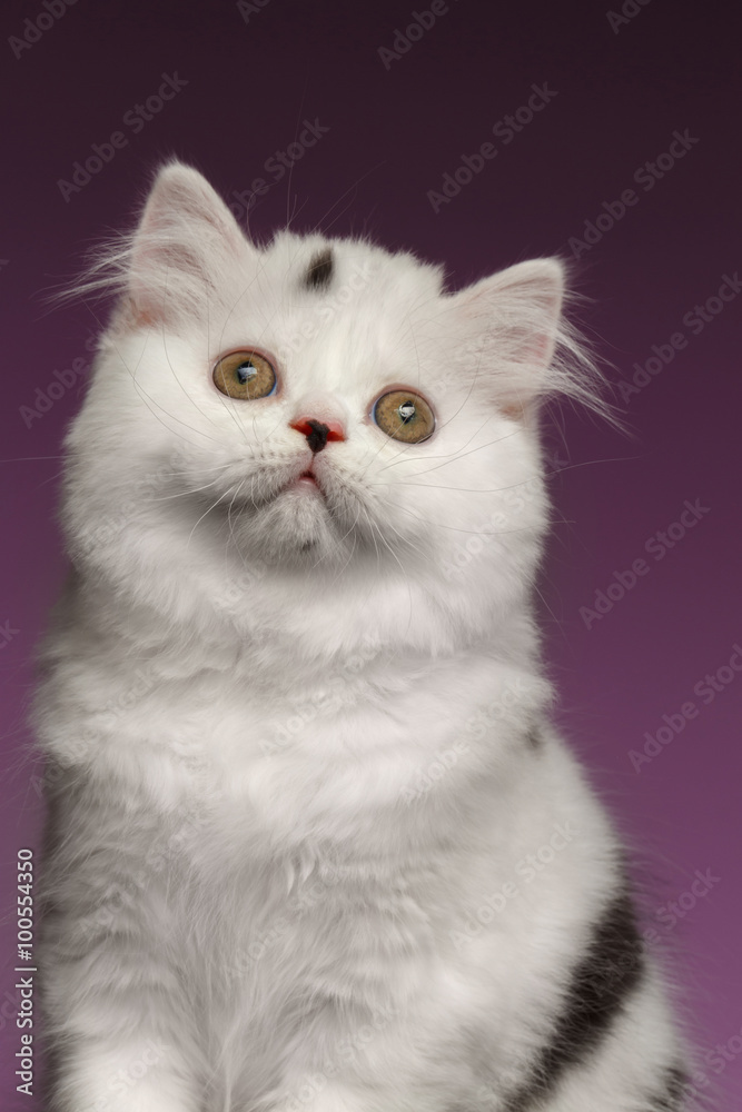 Closeup Portrait of White Scottish straight Kitten on Purple