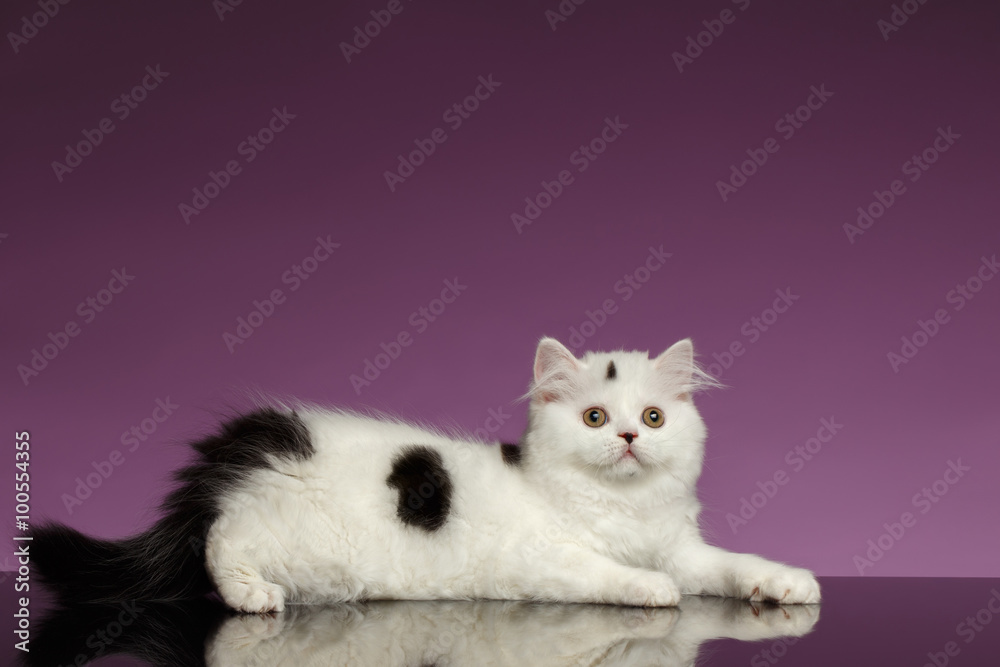 White Scottish straight Kitten Lies on Purple