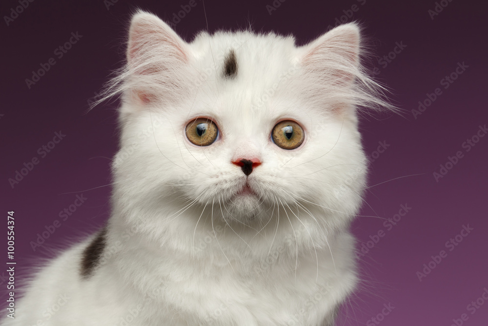 Closeup Portrait of White Scottish straight Kitten on Purple Closeup Portrait of White Scottish straight Kitten on Purple