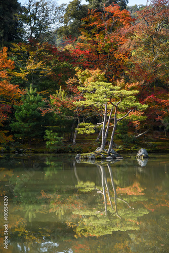 Beautiful Japanese garden in autumn of Japan