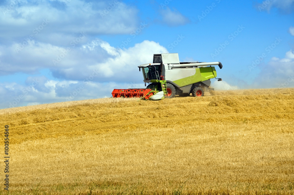 Fototapeta premium Working harvester on the yellow field with hay. 