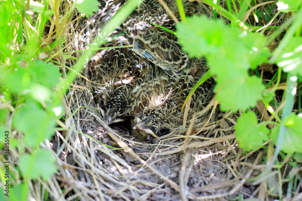 Fototapeta premium Skylark (Alauda arvensis)