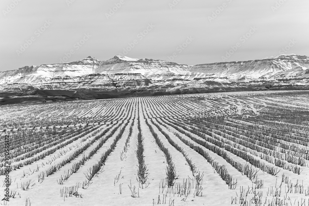 Obraz premium Mountains Farming Winter snow contrasts on harvested field crop stubs landscape