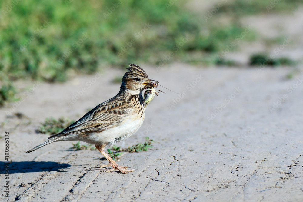 Skylark (Alauda arvensis)