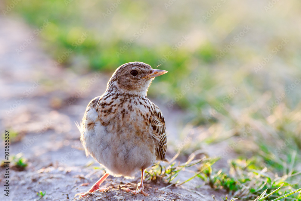 Skylark (Alauda arvensis) Skylark (Alauda arvensis)