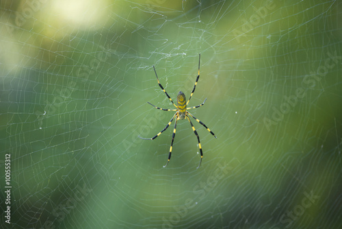 Japan spider at fukuoka