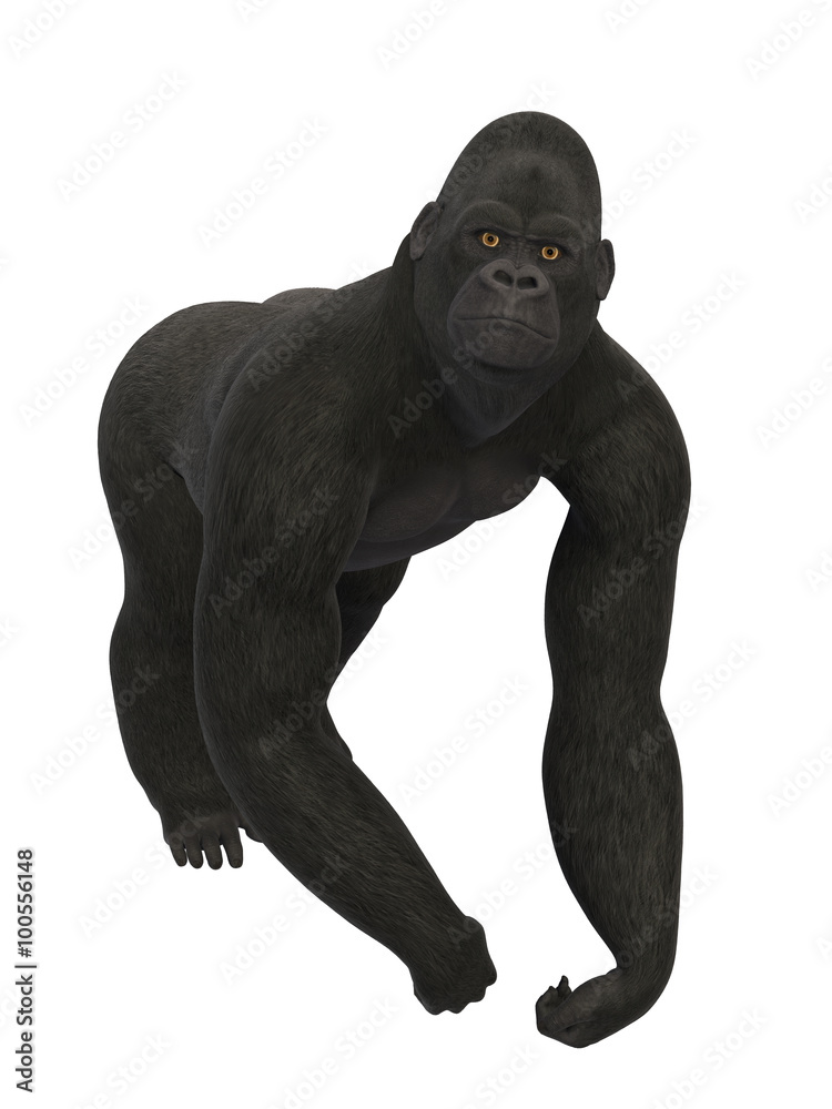Silverback Gorilla, ape isolated on white background Silverback Gorilla, ape isolated on white background