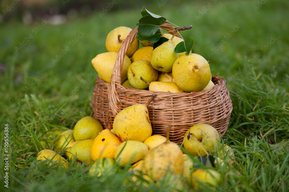 yellow pears  on   green grass.