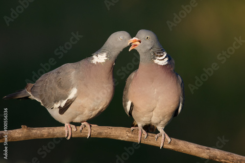 Couple of  woodpigeon courting and kissing