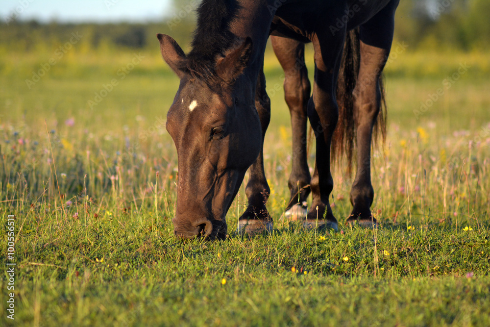 Fototapeta premium Black estonian native horse eating freely on the field