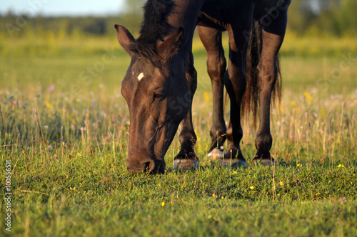 Black estonian native horse eating freely on the field © Kaja Sarrapik